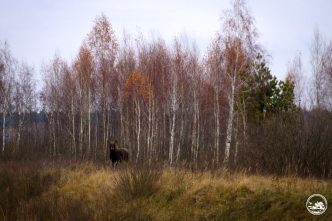 Чорнобильський радіаційно-екологічний біосферний заповідник